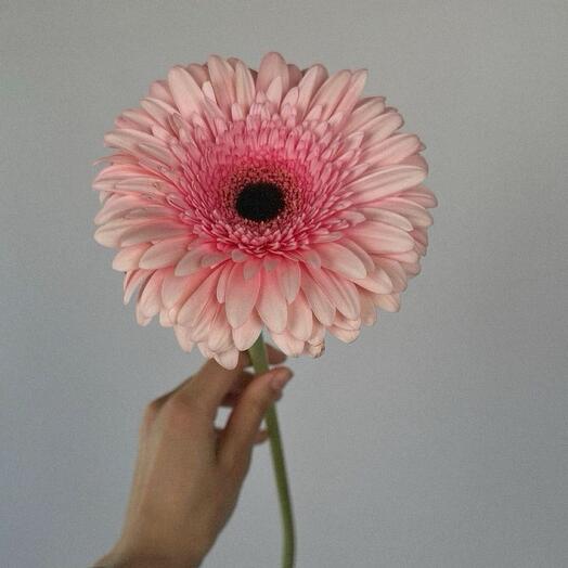Gerbera