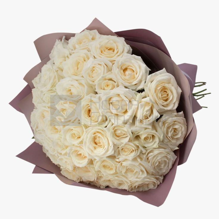 51 розы белые премиум