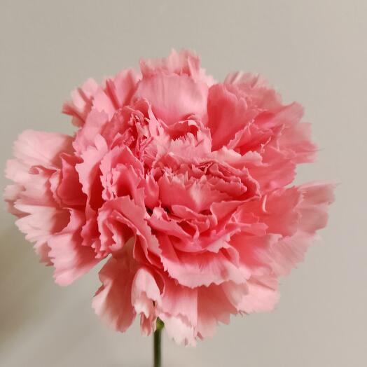 The clove is pale pink