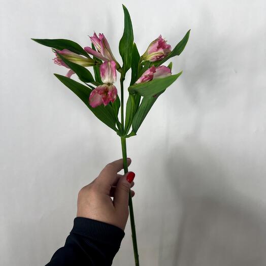 Один из самых стойких цветов для дома- альстромерия