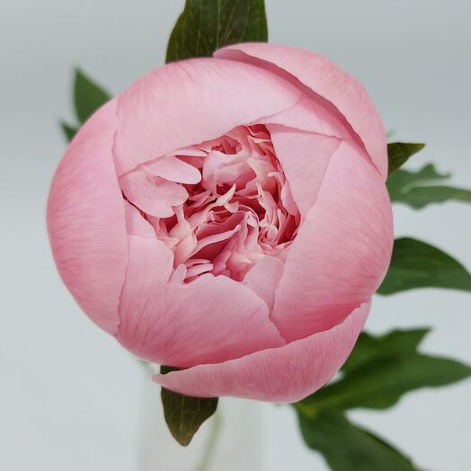 Pione Premium Etcher Salmon