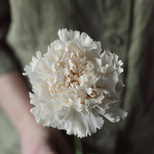 Гвоздика Brut