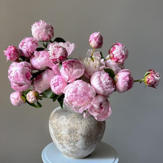 Fragrant pink peonies. Premium variety