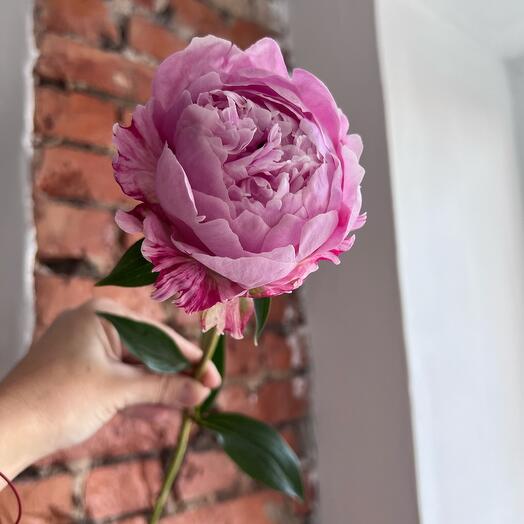 Пионы премиум Сара Бернар пион розовый