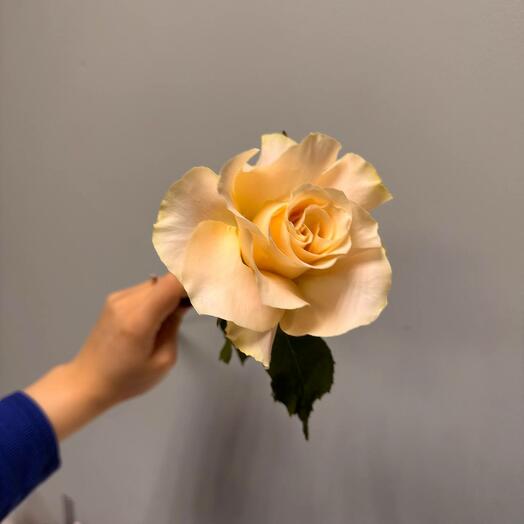 Французская роза Шармант