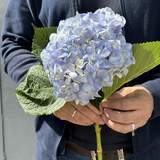 Hydrangea is blue