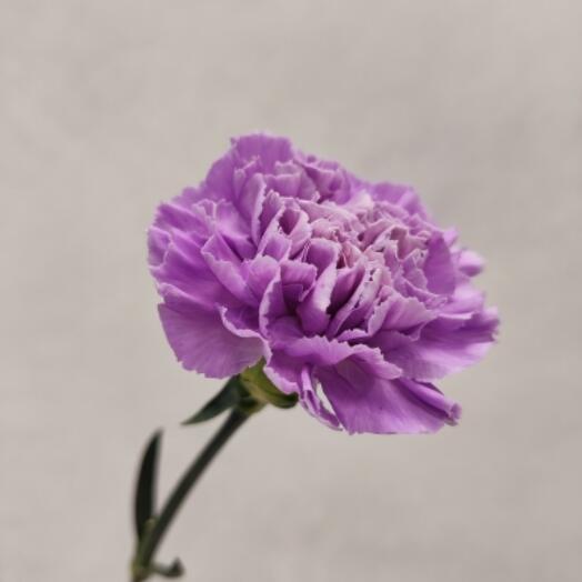 Гвоздика сиреневая