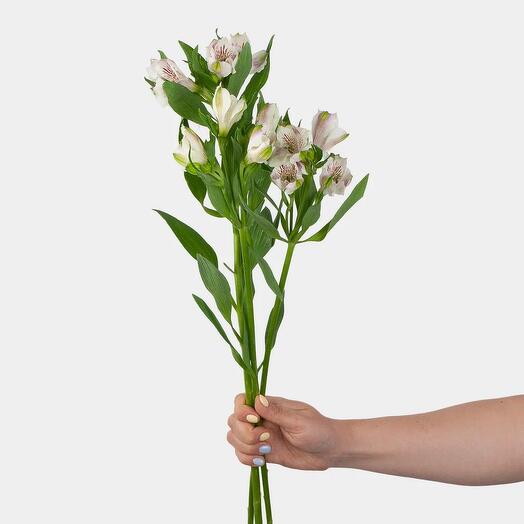 Три белые альстромерии