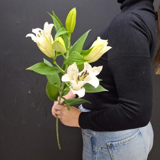 Lilia branch (code 300)