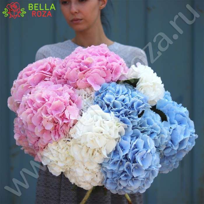 25 hydrangea