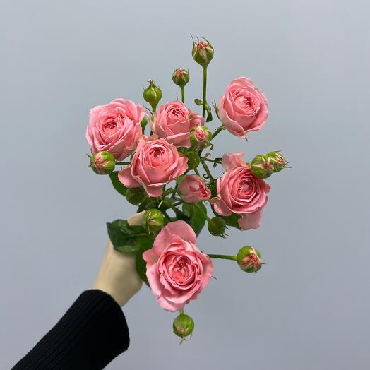 Кустовая роза