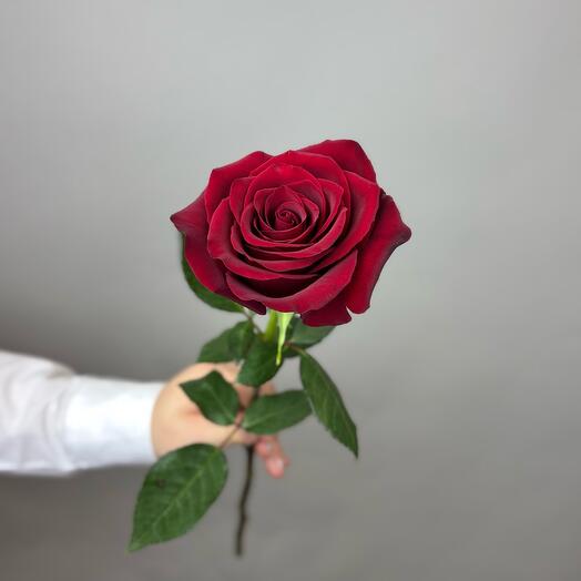Роза 50 см