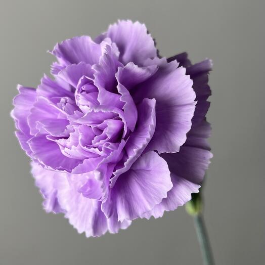 Фиолетовый диантус