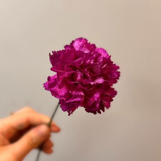 Dianthus varietal purple