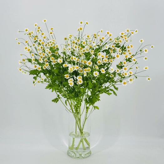 Bouquet of field daisies Tanacetum without packaging 7 pcs