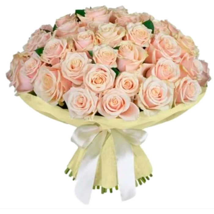 51 cream roses