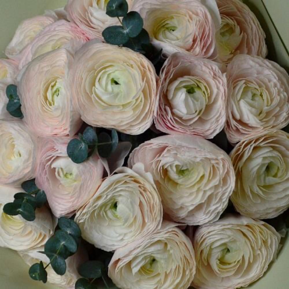 25 ranunculus