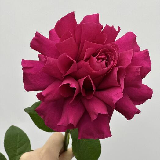 French rose