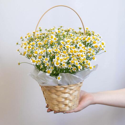 Корзинка с ромашками