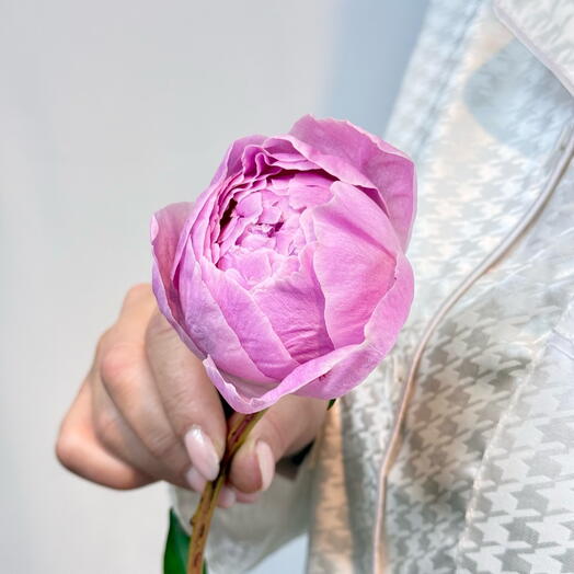 Pink fragrant peony 💕