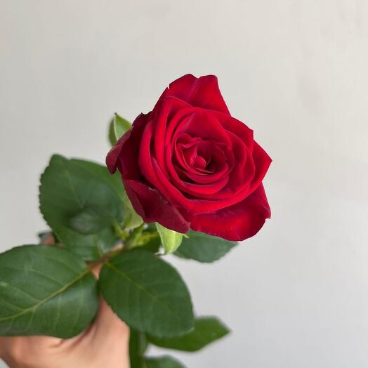 Rose Red variety "Red Naomi" 70cm