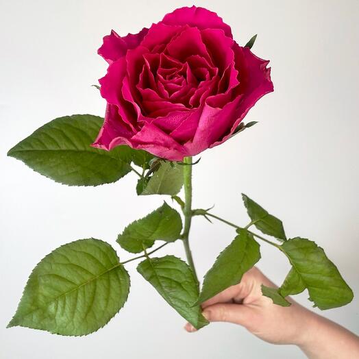 Fuchsia Roses "Louise Odier"