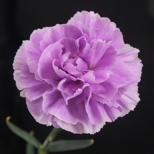 Сиреневый диантус Мун Аква