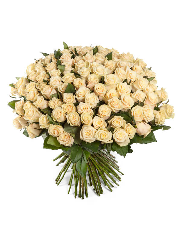 101 cream roses