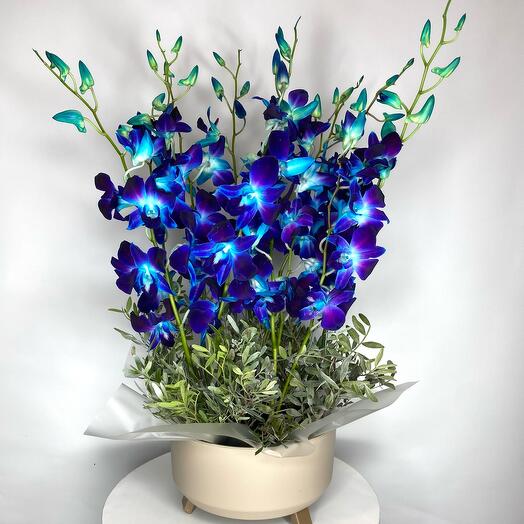 Синие орхидеи в стильном кашпо