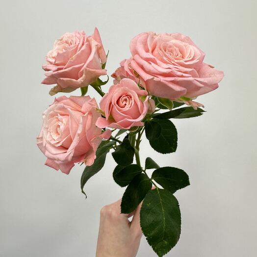 Rose bush pionivid Madam Bombastic (from 9 pcs.)