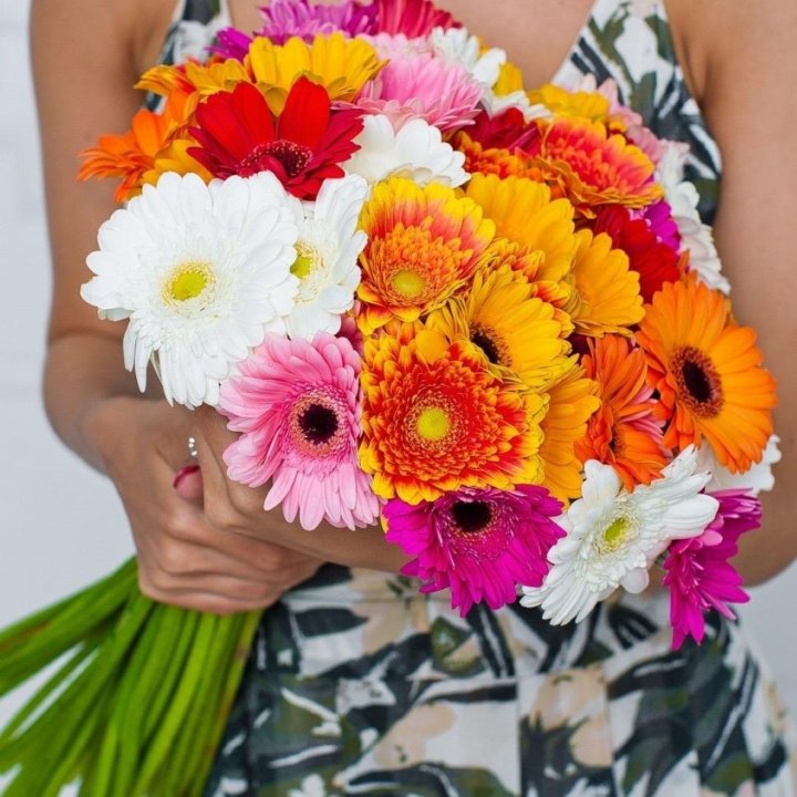 31 gerberas