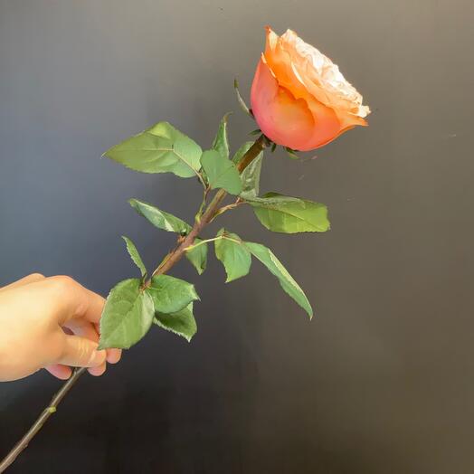 Rose Kahala Pionavid 70cm