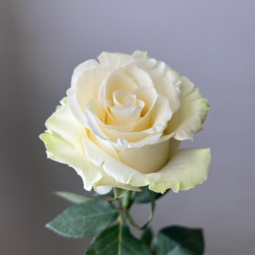 White Ecuador Rose
