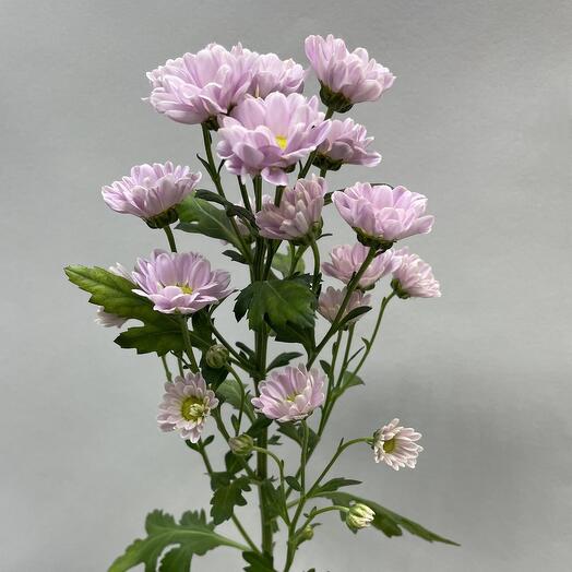 Chrysanthemum Santini, lilac