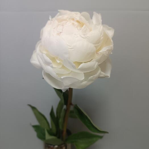 Bely Pion Mary Nikols