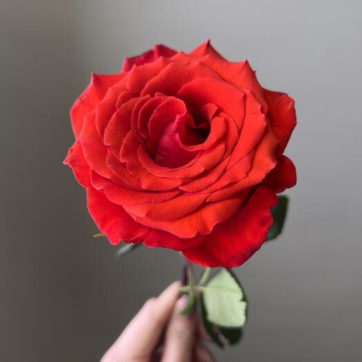 Scarlet (red) Ecuador Rose Nina