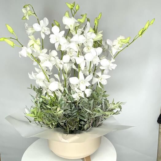 Дендробиум в стильном кашпо на ножках