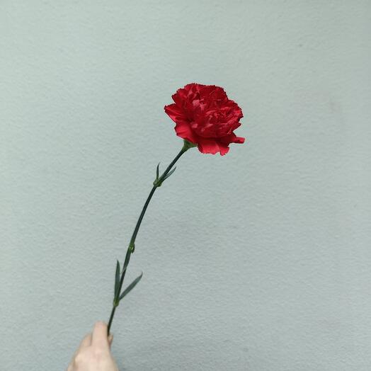 Red carnation (code 239)