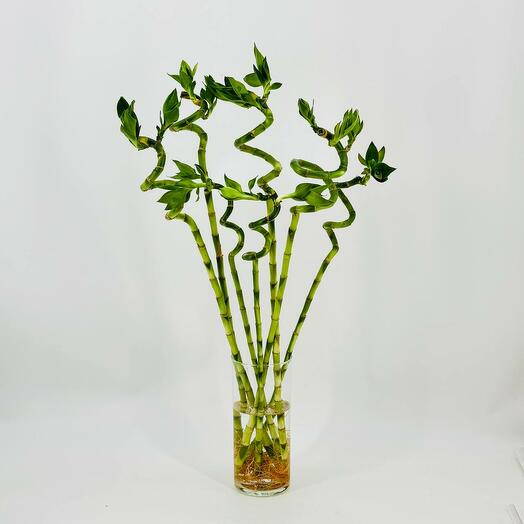 Bouquet of a happy money bamboo 70 cm 7 pcs