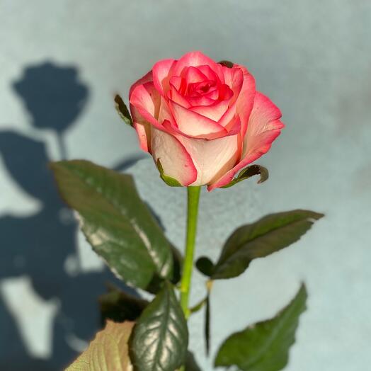 Роза белая+розовая