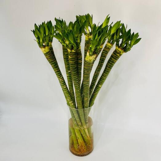 Happy bamboo varnishes 11 pcs in a bouquet