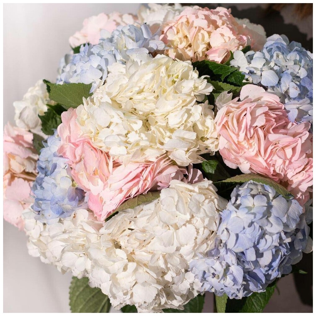 15 гортензия