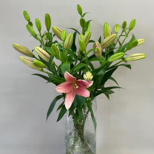 Lilia La Brindisi without smell, 9 pcs