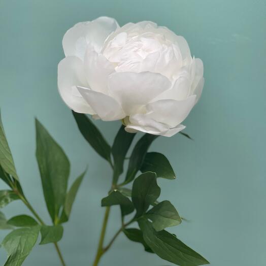 Белые пионы