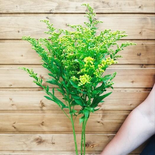 Solidago (3pcs) height 50 cm