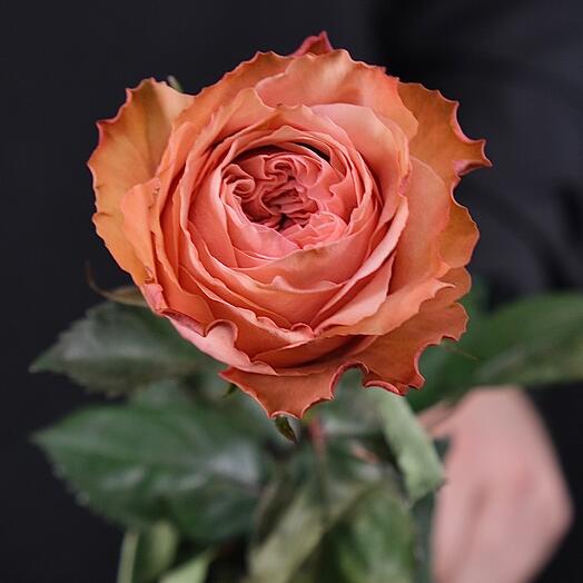 Пионовидная роза Кахала