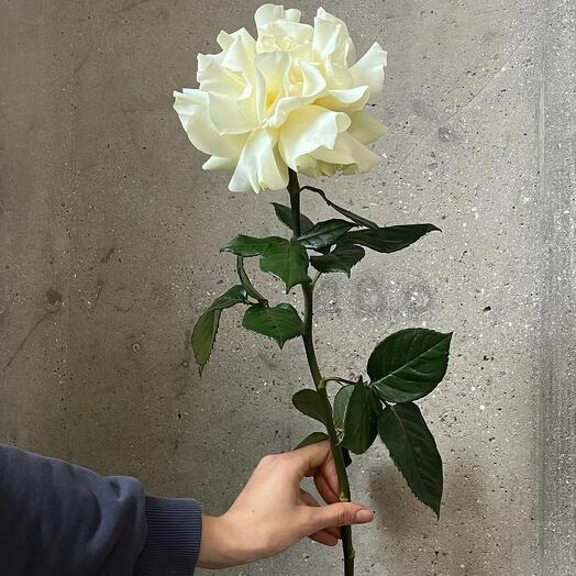 French white rose mondial 70 cm
