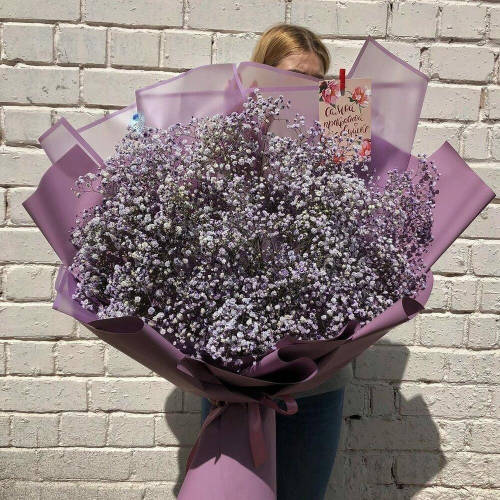 31 гипсофила