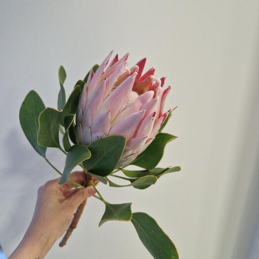 The royal protrusion is pink