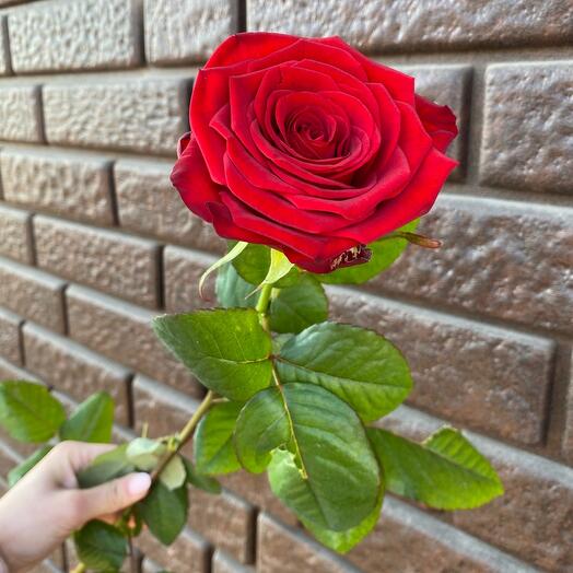 Красная Роза 🌹 60 см